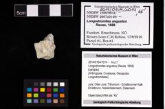 Foto (Objekt + Etikett) von Longodromites angustus (Reuss, 1858)  (NHMW-GEO-2014-0194-1014)